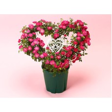 Heartful Rose